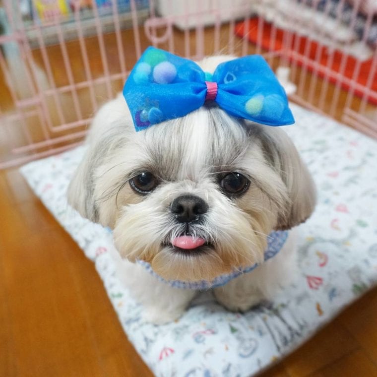 shih tzu with a big blue bow