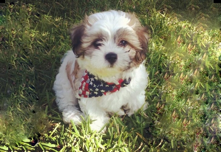 shichon adults for sale