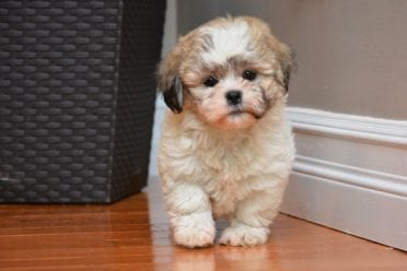 full grown shichon adults