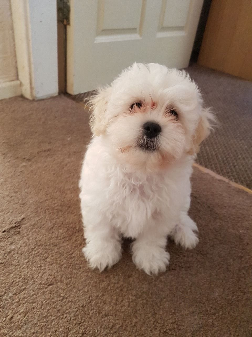 are shichon puppies easy to train