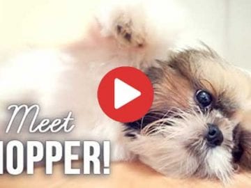 mini shih tzu puppy