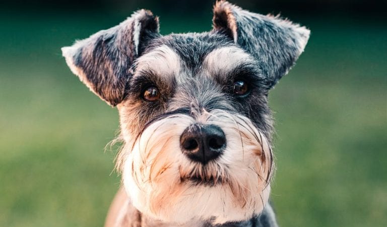 Pesky Parasites: The Best Flea, Tick, and Heartworm Prevention for Dogs