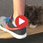 skateboarding dog video