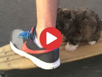 skateboarding dog video