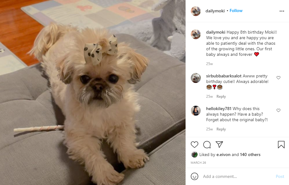 14 Shih Tzus you must definitely follow on Instagram! - Page 2 of 2 ...