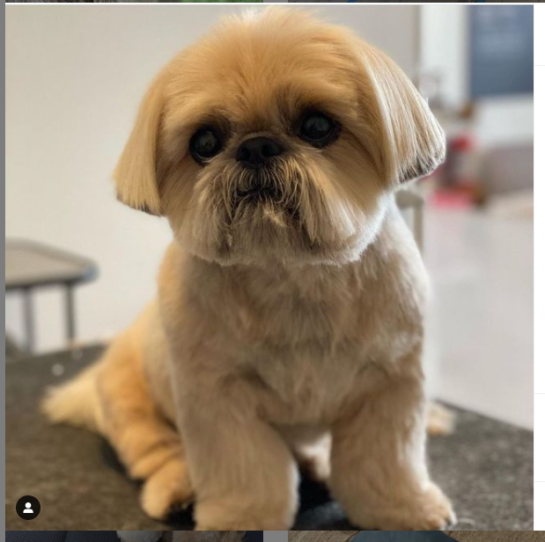 14 Shih Tzus you must definitely follow on Instagram! - Shih Tzu Buzz