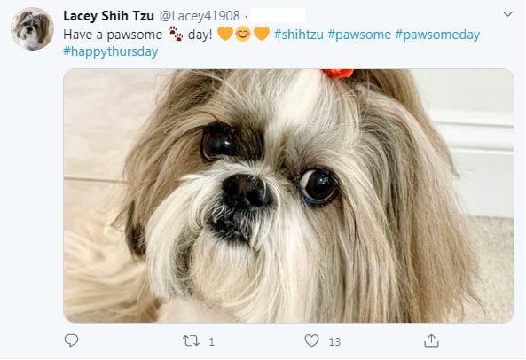 Top 10 facts about Shih Tzu