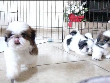 Playful Shih Tzu Puppies