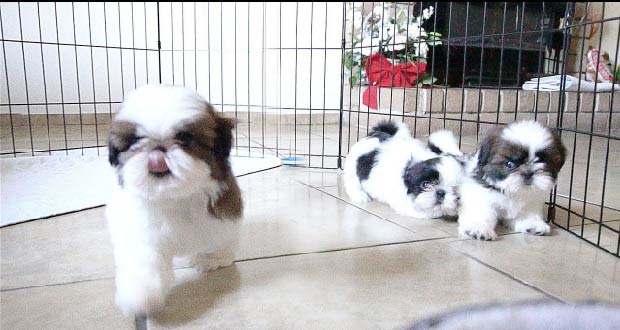Playful Shih Tzu Puppies