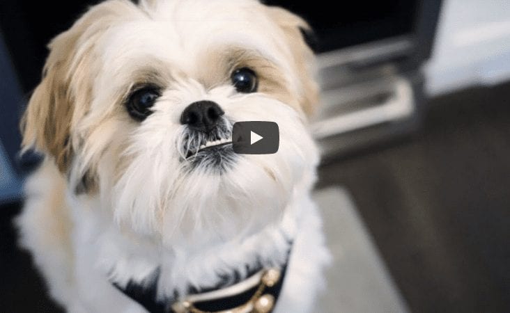 Shih Tzu – Doggie Clicker Training