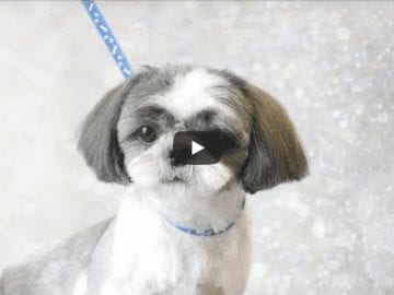 Grooming Guide - Full Grooming Shih Tzu