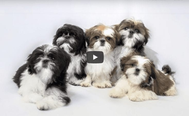 Top 10 facts about Shih Tzu – Shih Tzu Dog Breed Information