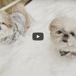 Shih Tzu - Doggies Snow Fun