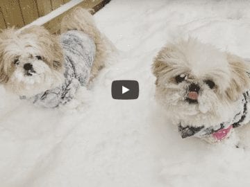 Shih Tzu - Doggies Snow Fun