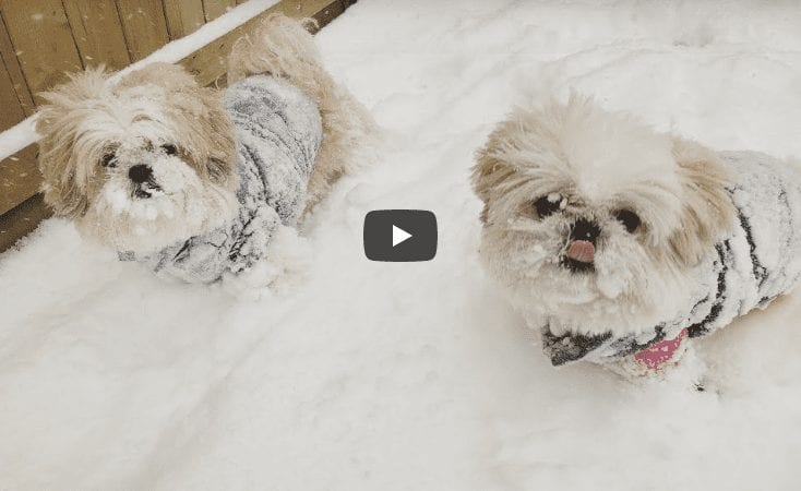 Shih Tzu – Doggies Snow Fun 2018