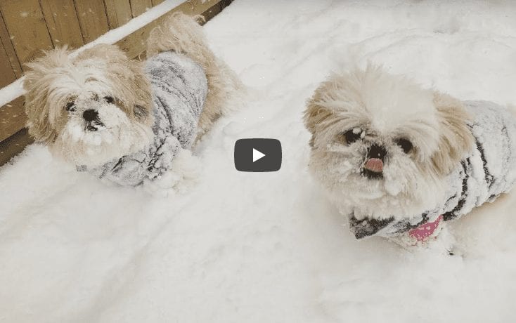 Shih Tzu - Doggies Snow Fun
