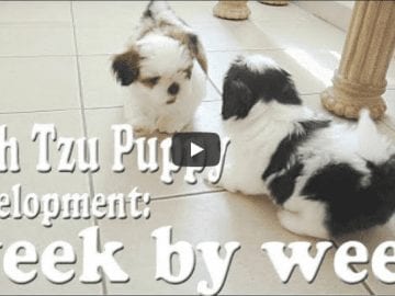 Shih Tzu Puppy Development: