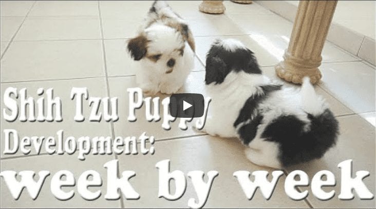 Shih Tzu Puppy Development: