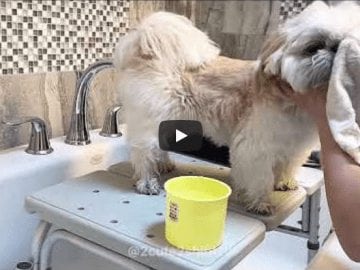 Shih Tzu - MoMo's Allergy Battle & How to Wash Paws Daily Routine