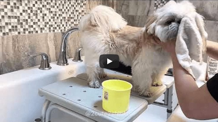 Shih Tzu - MoMo's Allergy Battle & How to Wash Paws Daily Routine