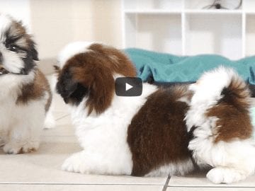 2 Adorable Shih Tzu Puppies