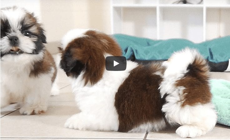 2 Adorable Shih Tzu Puppies | So playful