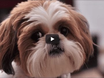 4 you - Funniest Shih Tzu Videos