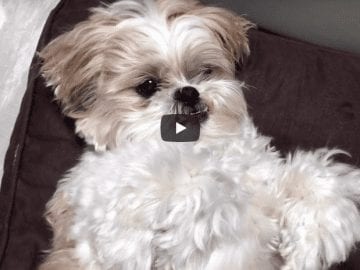 Shih Tzu - Brushing Routine