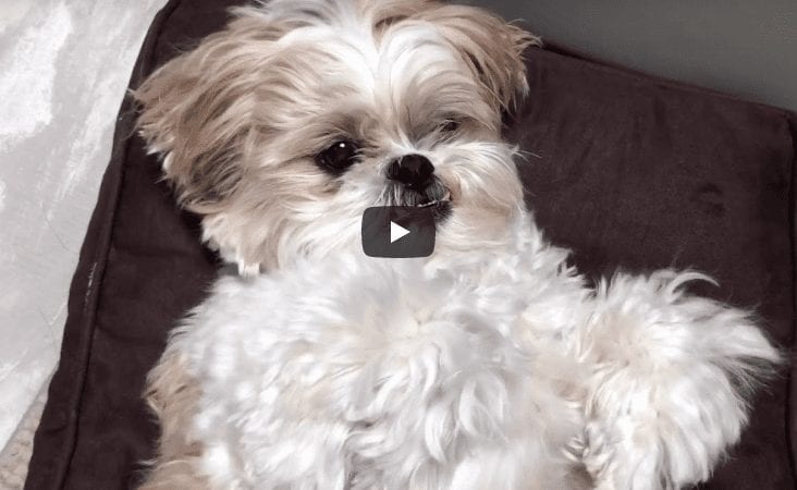 Shih Tzu – Brushing Routine