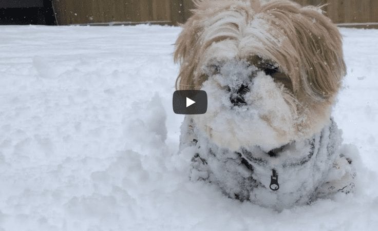 Shih Tzu – Furry Duo Snow Fun