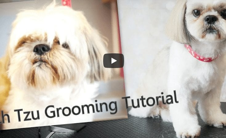 PetGroooming – Shih Tzu Grooming from start to finish