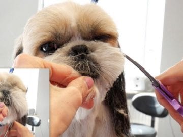 Shih Tzu Grooming