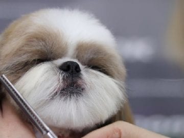 Shih Tzu Haircut Styles