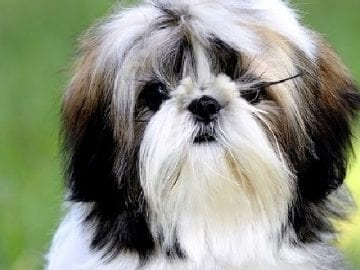 Shih Tzu Facts