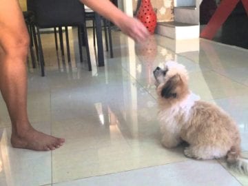 Shih Tzu Training