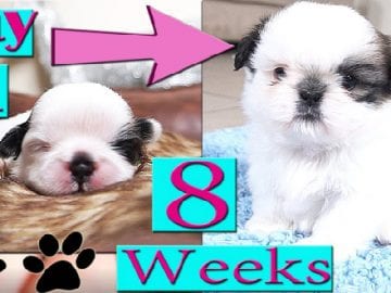 Shih Tzu growth stages