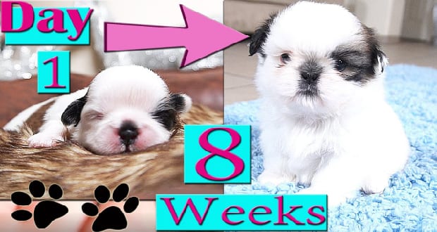 Shih Tzu growth stages