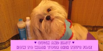 Shih Tzu tear stains