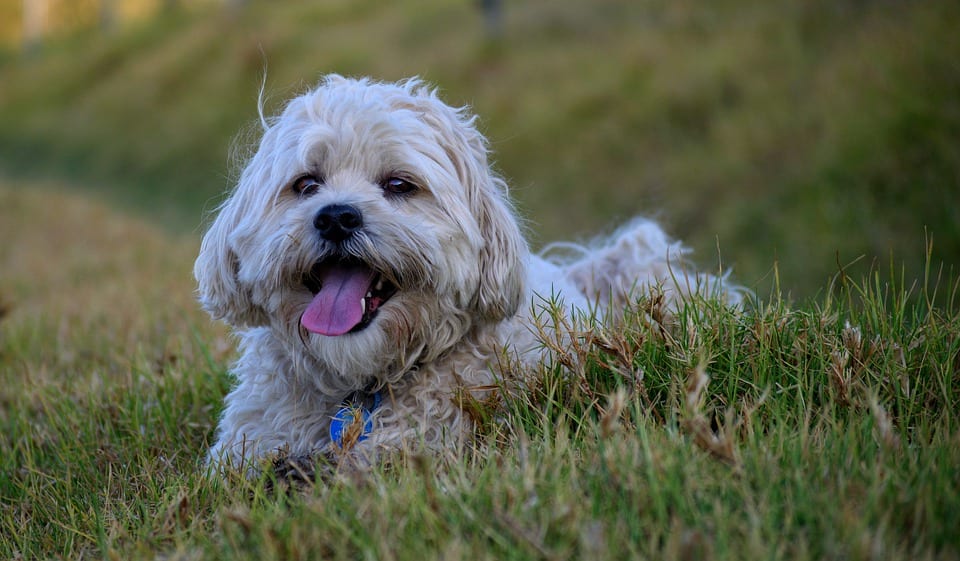 shih tzu grooming - short cut