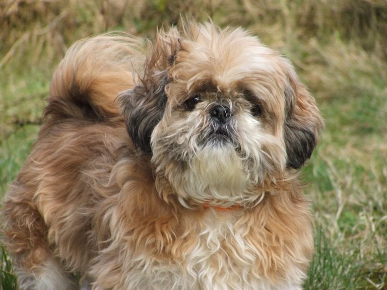 Shih Tzu - MoMo's Allergy Battle & Grooming Guide - Shih Tzu Buzz