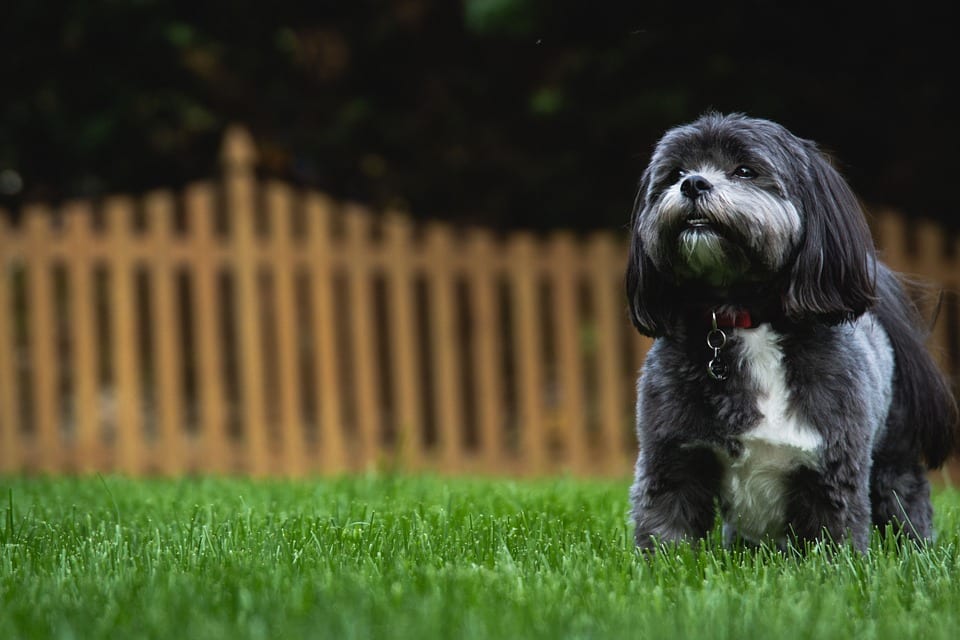 Shih Tzu Puppy Development: