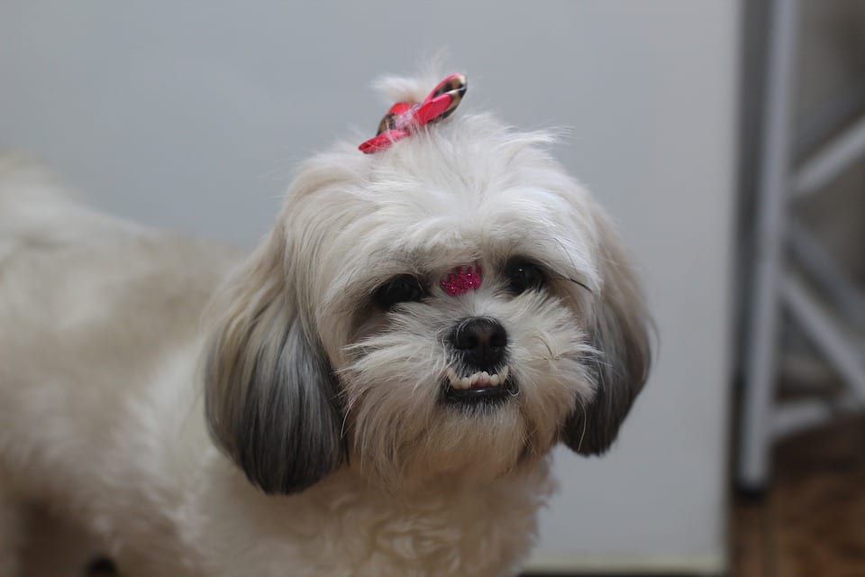 Shih Tzu - Doggies Snow Fun 