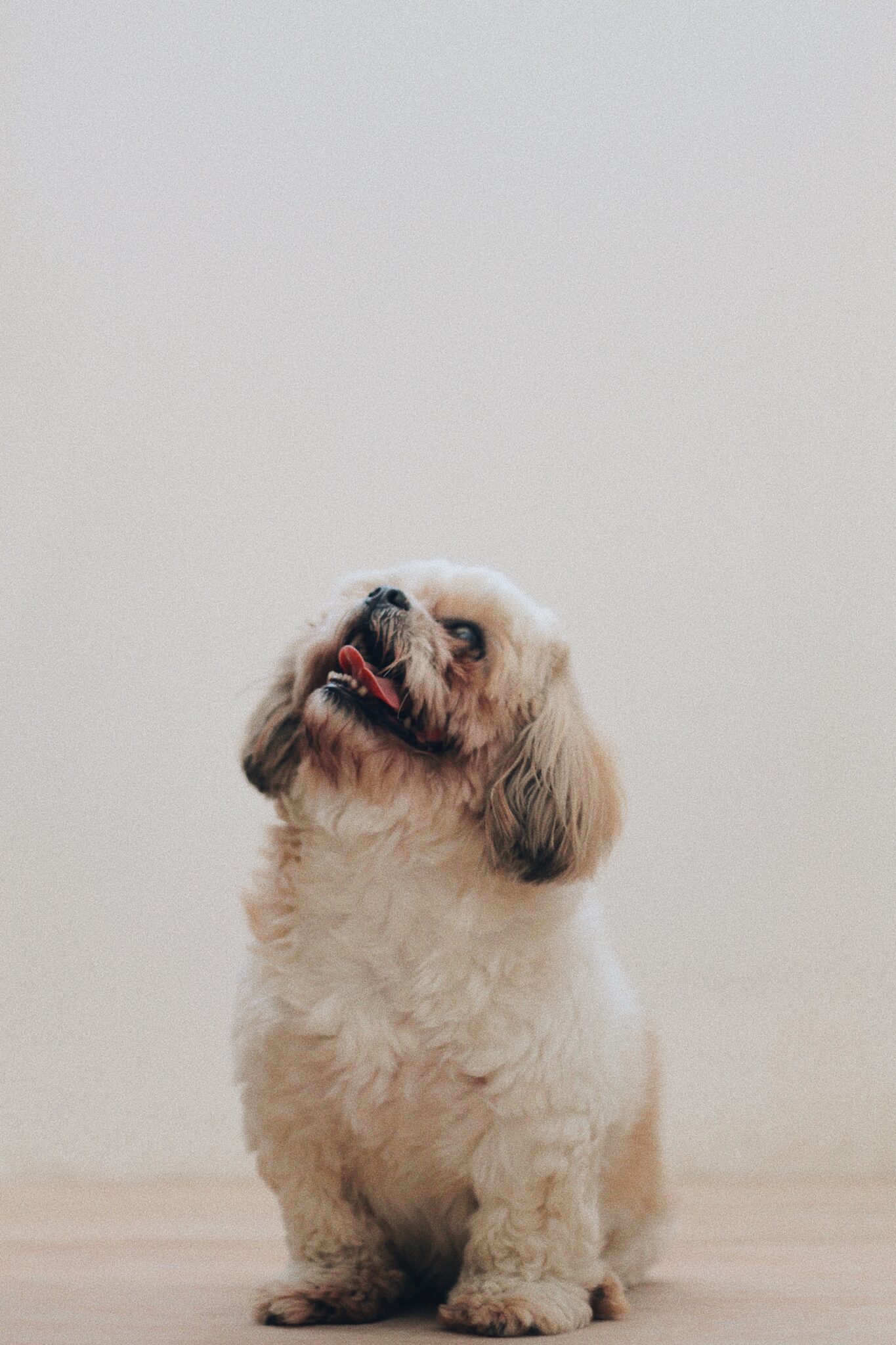 Shih Tzu Training