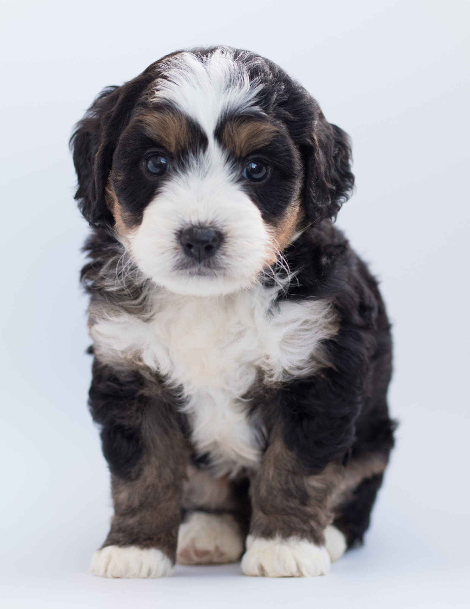 playful shih tzu puppies