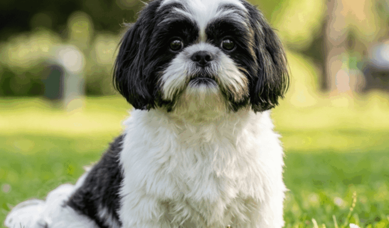 8 Tips To Take Care Of Your Senior Shih Tzu