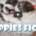 Shih Tzu Puppies Fight