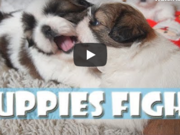 Shih Tzu Puppies Fight