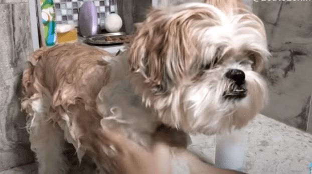 Shih Tzu - ZaiZai showering