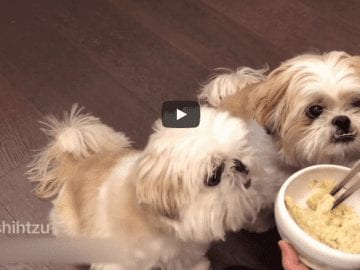 Shih tzu - Furry babies having Oatmeal