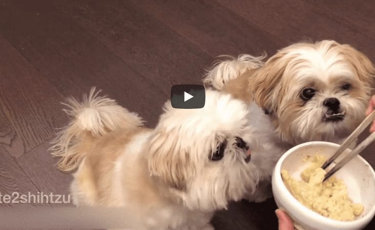 Shih tzu – Furry babies having Oatmeal